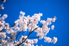 新宿御苑【サクラ：大樹白桜】⑤20200320