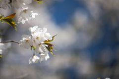 神代植物公園【寒咲大島】⑤20230319