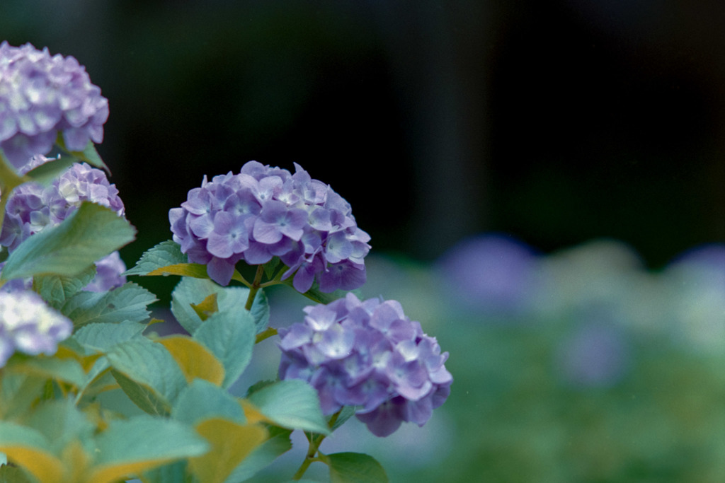正覚寺【紫陽花】②20180602