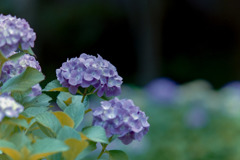 正覚寺【紫陽花】②20180602