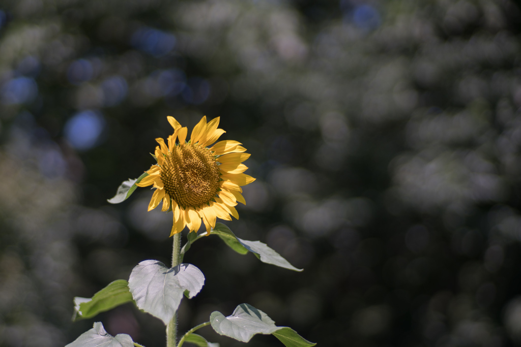 神代植物公園【ヒマワリ】20230712