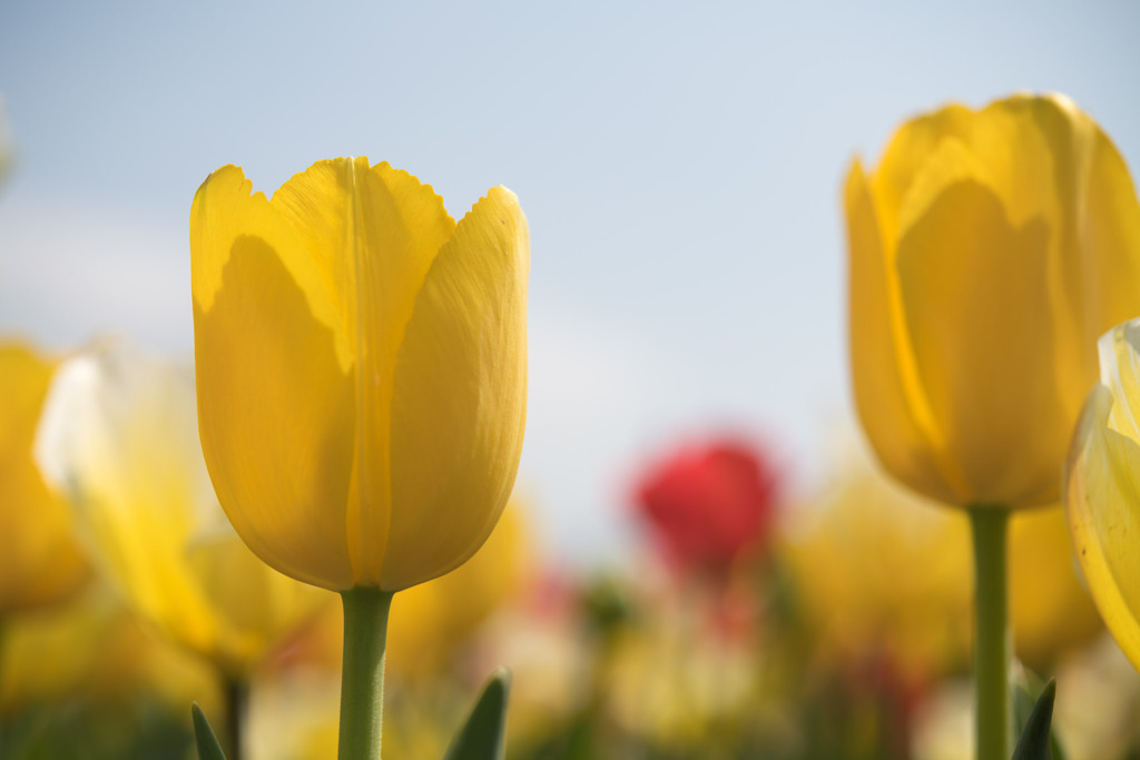 春の花菜ガーデン【チューリップ： 黄】20200403