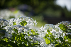 【相模原北公園(夏の雪)】①20150628