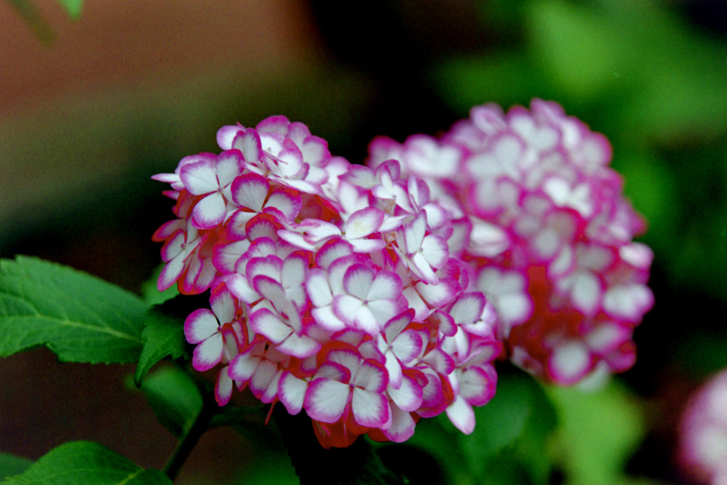 相模原北公園【紫陽花：ジャパニーニュ・ミカコ】20200616
