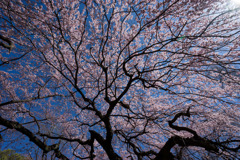 新宿御苑【枝垂れ桜： 下の池付近】④20180317