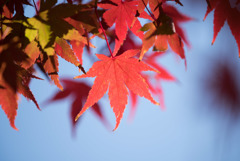 薬師池公園【たいこ橋東側の紅葉】⑤20181123