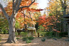 都内紅葉巡り【六義園：心泉亭付近】20251128