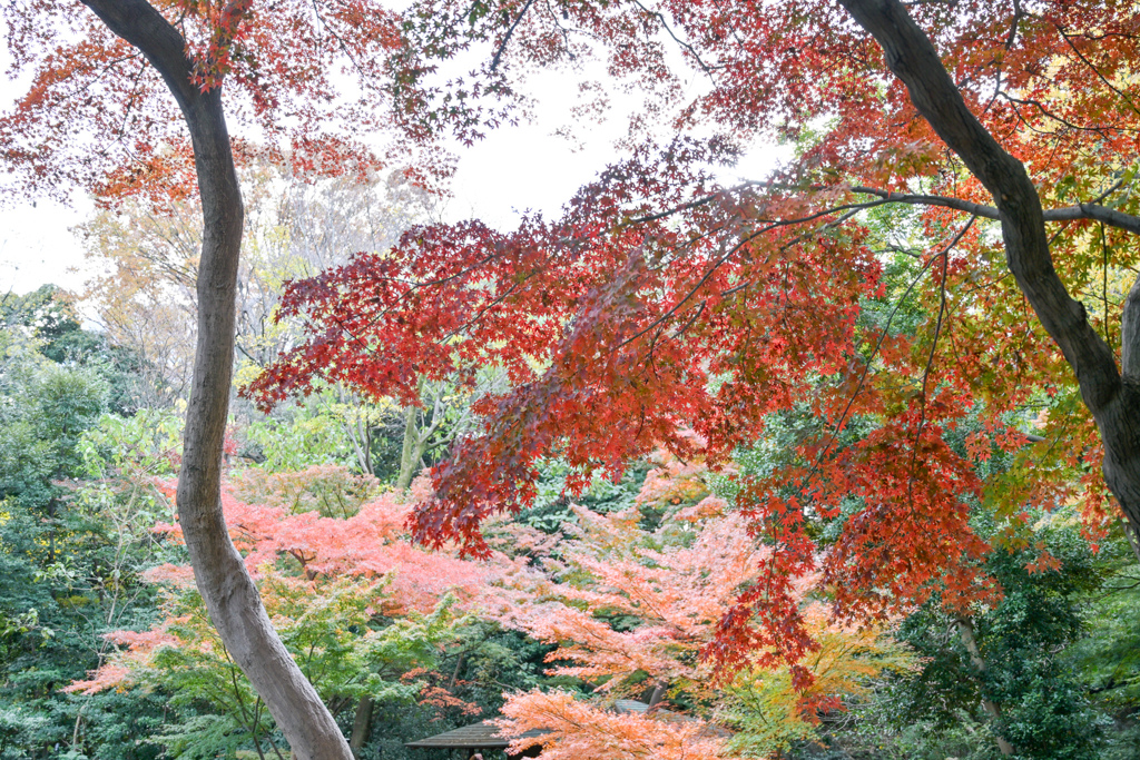 六義園【つつじ茶屋付近の紅葉】④20241202