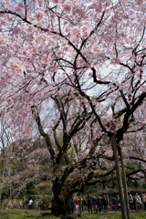 六義園【桜：枝垂れ桜】④20170402