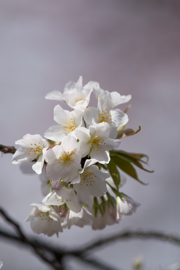 新宿御苑【早咲き桜：大島桜】③20220320