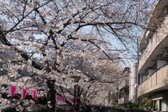 【目黒川の桜並木】①20180325