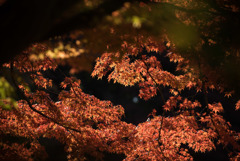 新宿御苑【翔天亭の紅葉】20181201