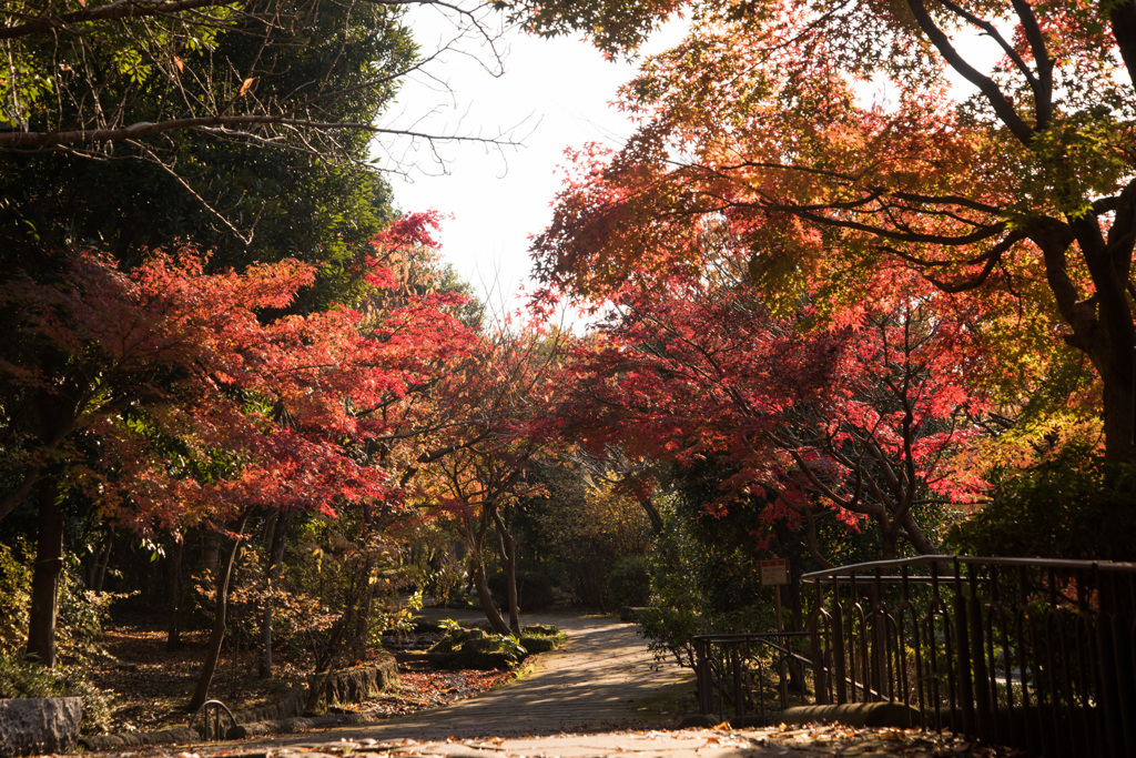 【ささぶねの道の紅葉】①20141123