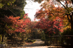 【ささぶねの道の紅葉】①20141123