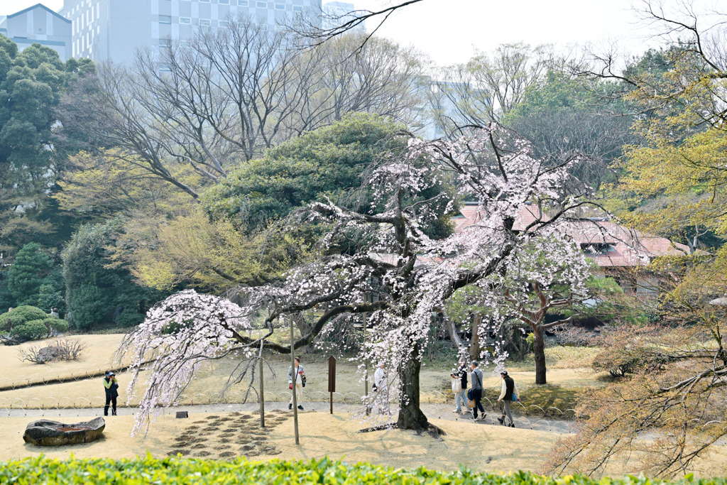 小石川後楽園【小廬山横の枝垂れ桜】①20250326