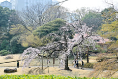 小石川後楽園【小廬山横の枝垂れ桜】①20250326