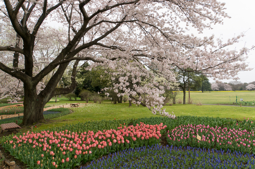 昭和記念公園【渓流広場(チューリップと桜)】②20170409