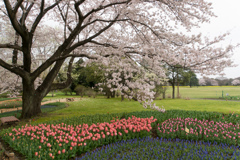 昭和記念公園【渓流広場(チューリップと桜)】②20170409
