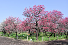 府中市郷土の森【梅の花：紅千鳥】①20250309