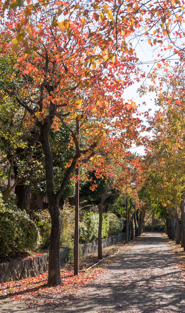 近所の緑道【紅葉：ナンキンハゼの街路】②20211123