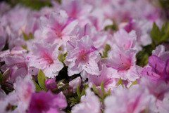 神代植物公園【躑躅：鳳凰伝】20190503