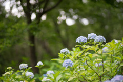 生田緑地【あじさい山の紫陽花】①20190622