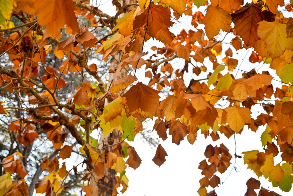 新宿御苑【プラタナス並木】④20251124