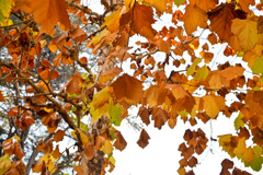 新宿御苑【プラタナス並木】④20251124