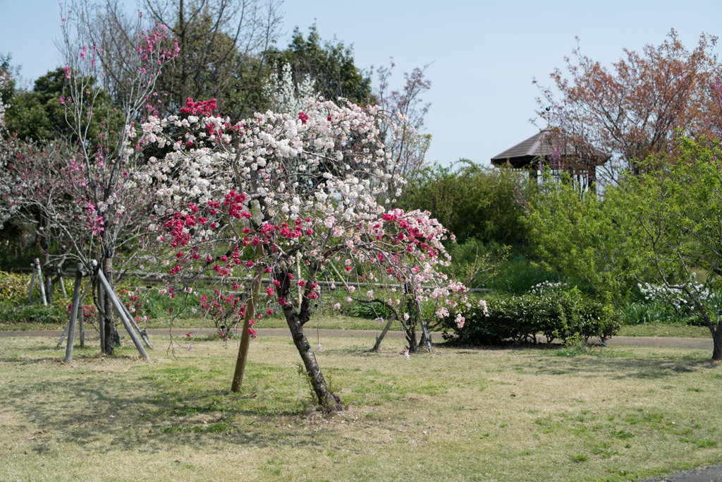 春の花菜ガーデン【ハナモモ： 源平枝垂】20200403