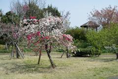 春の花菜ガーデン【ハナモモ： 源平枝垂】20200403