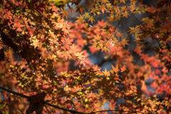 新宿御苑【もみじ山の紅葉】③20181215