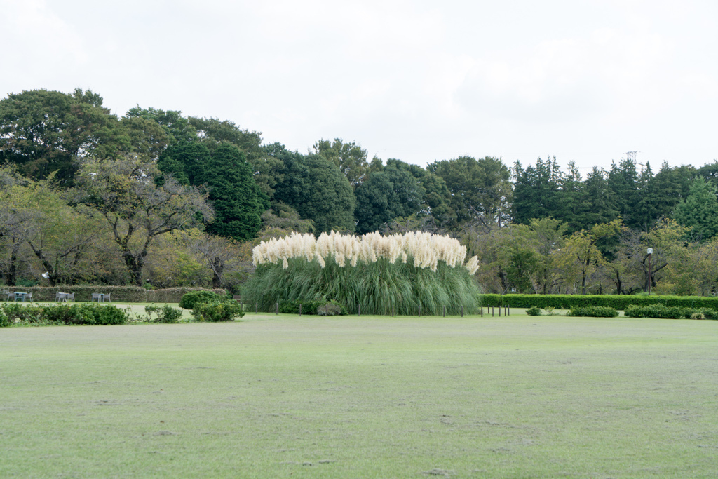 神代植物公園【パンパスグラス（シロガネヨシ）】①20230920