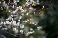 小田原FG【梅：辻村早咲】②20190119