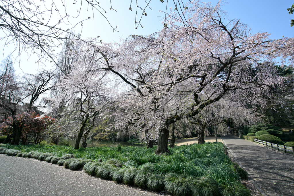 新宿御苑【サクラ：枝垂れ桜】①20240402
