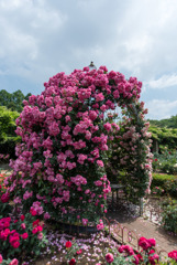 神代植物公園【薔薇：アンジェラ】20170527