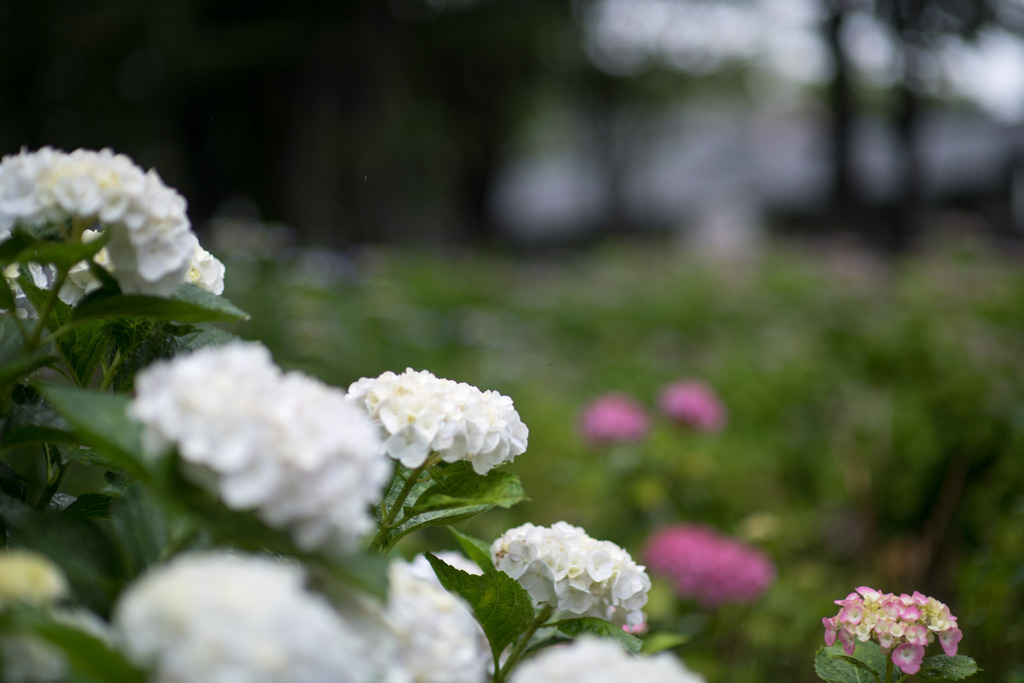 府中市郷土の森【アジサイ】b2、f=1.4_Nikkor_85mm