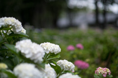 府中市郷土の森【アジサイ】b2、f=1.4_Nikkor_85mm