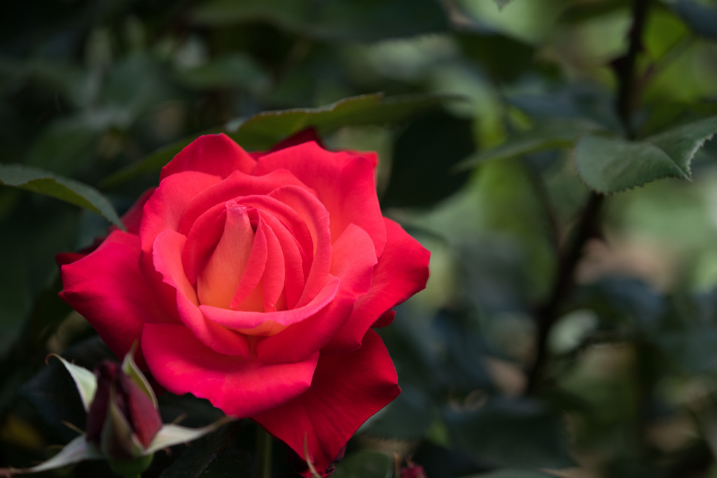 【大船植物園(光彩)】20150503