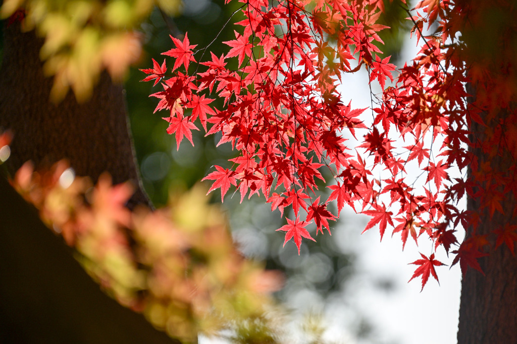 神代植物公園【自由広場(北口の紅葉)】④20251130