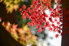 神代植物公園【自由広場(北口の紅葉)】④20251130