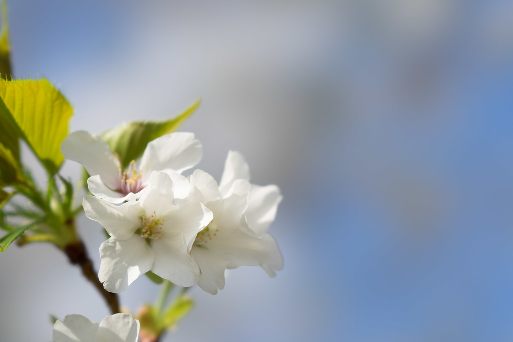 テリタビーズ公園【大島桜】⑤20190331