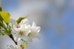 テリタビーズ公園【大島桜】⑤20190331