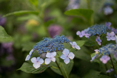 府中市郷土の森【アジサイのピックアップ】②20190629