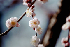 府中市郷土の森【梅：豊後】⑥20210223銀塩NLP