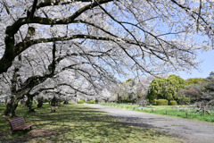 小石川植物園【道沿いからの眺め】②20250405