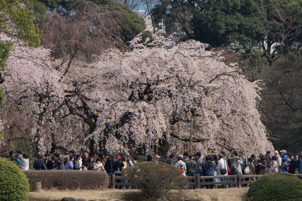 新宿御苑【桜：枝垂れ桜】①20170402