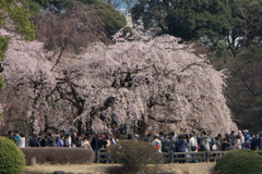 新宿御苑【桜：枝垂れ桜】①20170402