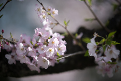 神代植物公園【サクラ：神代曙】②20220331