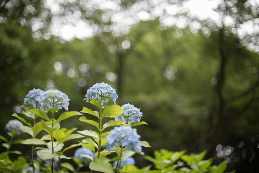生田緑地【あじさい山の紫陽花】③20190622
