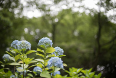 生田緑地【あじさい山の紫陽花】③20190622